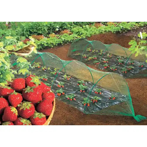 Jusqu&rsquo;à Épuisement Des Stocks Filet de protection oiseaux « Birdnet » – 5 x 5 m – Vert – NORTENE