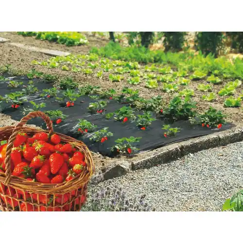 Film de paillage spécial fraises "Fresafilm" - 1,40 x 20 m - NORTENE Usine Directe