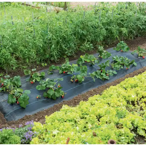 Jusqu'à Épuisement Des Stocks Paillage spécial fraises " Fresasol" - 1,50 x 5 m - NORTENE